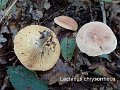 Lactarius chrysorrheus-amf1070